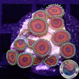 Krustenanemonen „Watermelon“ 🍉