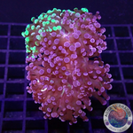 Euphyllia paradivisa “Grafted” WYSIWYG “AD Special”