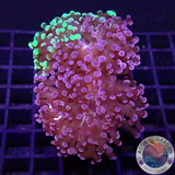 Euphyllia paradivisa “Grafted” WYSIWYG “AD Special”