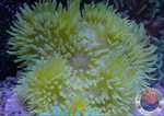 Radianthus crispa WYSIWYG