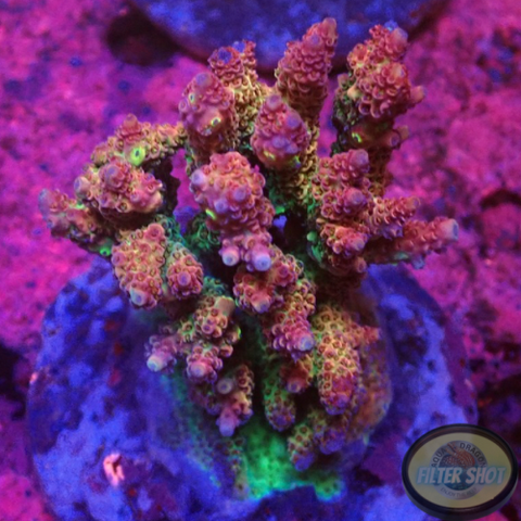Acropora millepora „Fabulous“ WYSIWYG „AD Special“