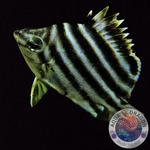 Microcanthus strigatus „Nagasakifisch“