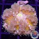 Phymanthus crucifer WYSIWYG