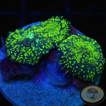 Rhodactis spp. „Toxic Snowflake“ WYSIWYG