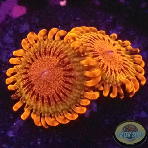 Krustenanemonen „Speckled Krakatoa“ WYSIWYG „AD Special“