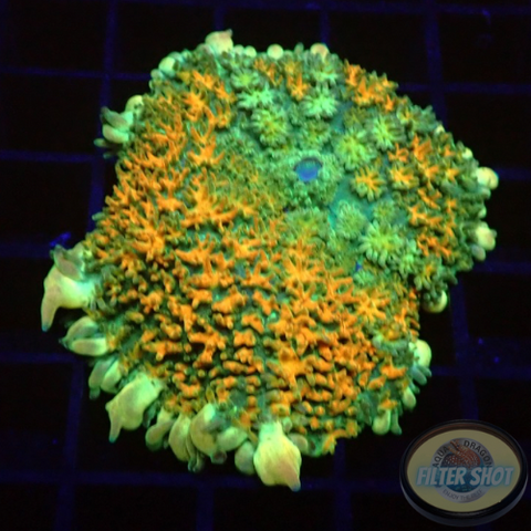 Rhodactis spp. „Bounce Carpet“ WYSIWYG