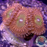 Krustenanemonen „Krakatoa God“ WYSIWYG „AD Special“