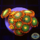 Krustenanemonen „Gatorade“