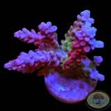 Acropora spp. „Rainbow“ 🌈 WYSIWYG