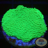 Montipora gaimardi „Green Gem“