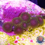 Krustenanemonen “Awesome Blossom” WYSIWYG “AD Special”