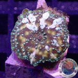 Discosoma spp. „Jaw Cat“ WYSIWYG „AD Special“