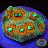 Echinophyllia spp. „Saturn Ring“ WYSIWYG „AD Special“