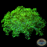 Goniopora spp. „White Heart“ WYSIWYG