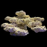 The Polyp Pros Reef Scape #11