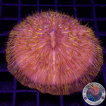 Fungia spp. „Plazma“ WYSIWYG