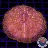 Fungia spp. „Plazma“ WYSIWYG