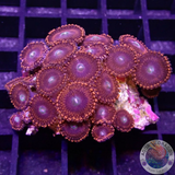 Krustenanemonen „Miovski“ WYSWIYG