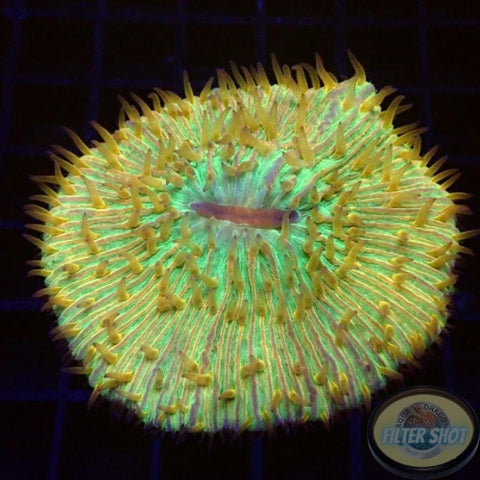 Fungia spp. „Didi“ WYSIWYG