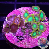 Krustenanemonen „Mixi Daisy“ WYSIWYG
