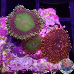 Krustenanemonen „Electric Ooma Loompa & Darth Maul“ WYSIWYG „AD Special“
