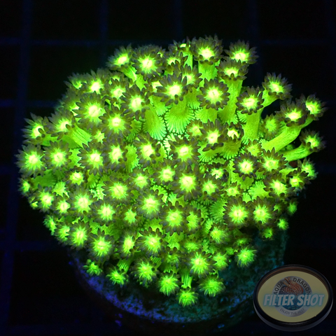Goniopora spp. „Ultra Froggy“ WYSIWYG „AD Special“