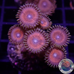 Krustenanemonen „Agent Orange“ WYSIWYG