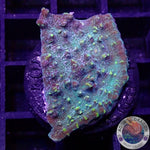 Echinophyllia spp. „Croco“