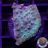 Echinophyllia spp. „Croco“