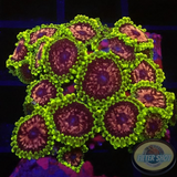 Krustenanemonen „Purple Monster“ WYSIWYG „AD Special“