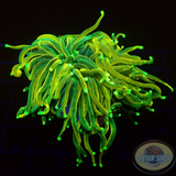 Euphyllia glabrescens „Sun God“