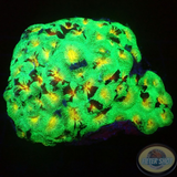 Favia spp. „Camo Master“ WYSIWYG „AD Special“