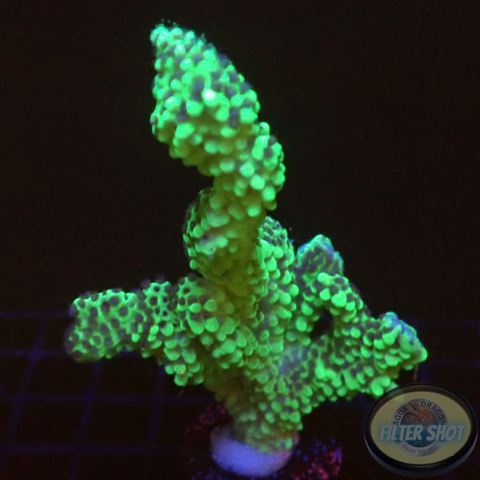 Montipora capitata „Berry“ WYSIWYG