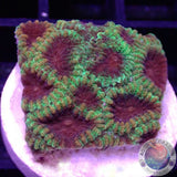 Favia spp. „Prodigy“ AD Special