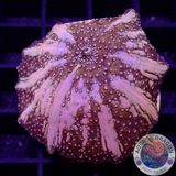 Discosoma spp. „Milky Way“ WYSIWYG „AD Special“