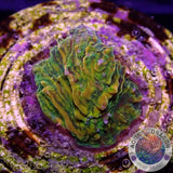 Echinophyllia spp. „Stellaria“ WYSIWYG