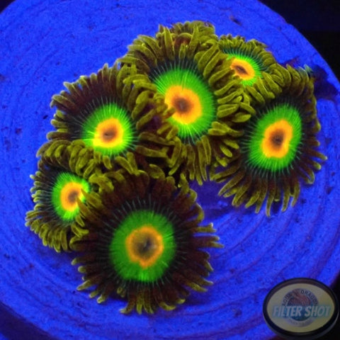 Krustenanemonen „Rasta“