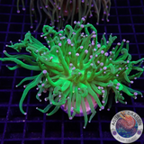 Euphyllia glabrescens „She Hulk“ WYSIWYG