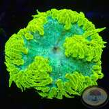 Phymanthus crucifer WYSIWYG