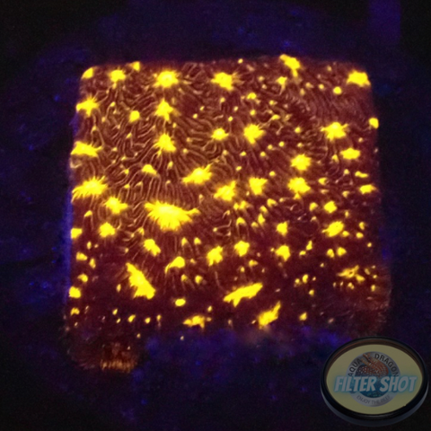 Psammocora spp. „Outer Space“