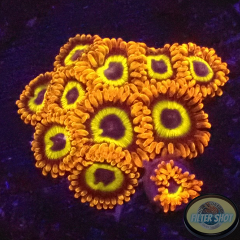 Krustenanemonen „Fruit Loops“ WYSIWYG