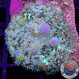 Rhodactis spp. „Snowflake Bounce“ WYSIWYG