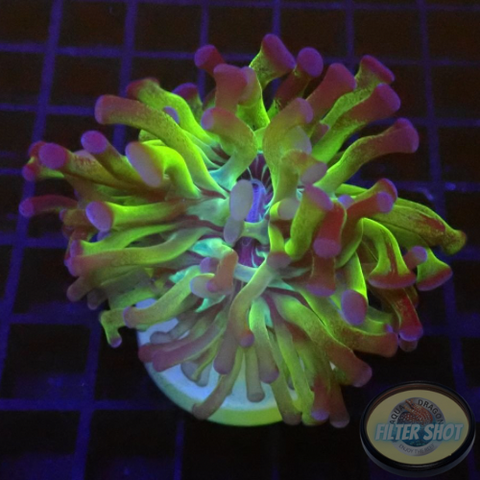 Euphyllia paraancora “Omega” AD Special