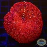 Discosoma spp. „Fireball“ WYSIWYG „AD Special“