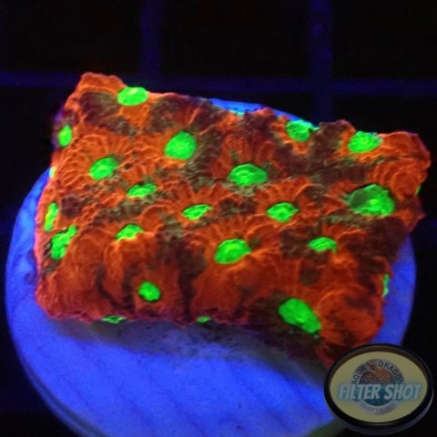 Favites spp. “Pentagon”