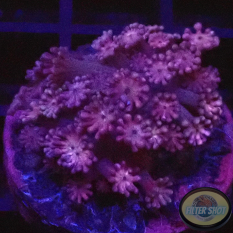 Alveopora spp. „Dark Cream“