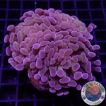 Euphyllia baliensis „Purple Gold“ AD Special