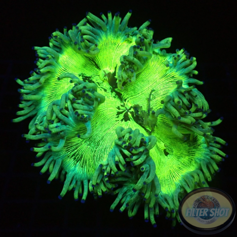 Catalaphyllia spp. „Purp Tracy“ WYSIWYG