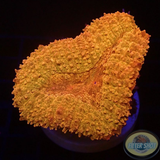 Lobophyllia spp. „Orange Cushion“ WYSIWYG
