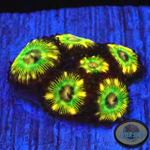 Krustenanemonen „Brazil“ 🇧🇷